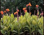 Canna Lily PRETORIA ORANGE VARIEGATED BENGAL TIGER  2 Live Flower Plant ... - $18.00