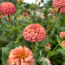 PPA 100+ Oklahoma Salmon Zinnia Seeds For Garden Planting - USA  - $7.12