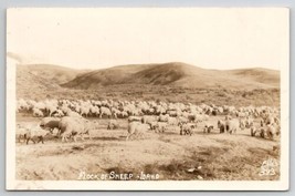 Flock Of Sheep In Idaho RPPC Ellis Photo 1946 To Meadville PA Postcard U25 - £12.02 GBP