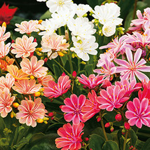 Fresh New 5Pcs Lot Lewisia Cotyledon Galaxy Mixed Flower Seeds - $27.62