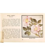 Swamp Rose Wild Flower 1932 Antique Color Plate Print Irving Lawson E86A - $459.19 MXN