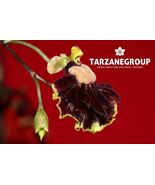 TOLUMNIA HENEKENII / ONCIDIUM HENEKENII SMALL ORCHID MOUNTED - $53.00