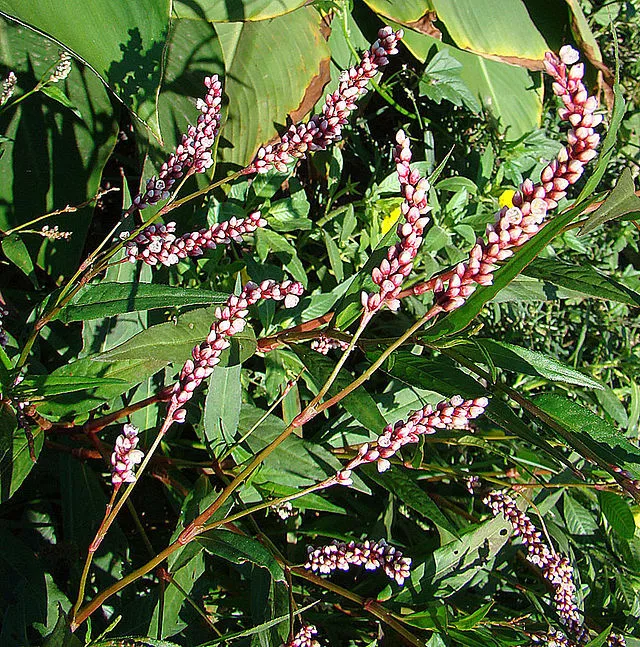 Bareroot | Polygonum hydropiperoides | Swamp Smartweed | Live Plant - $28.25