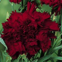 100 Black King Carnation Seeds Dianthus Flowers Seed Flower Perennial 10... - £10.98 GBP