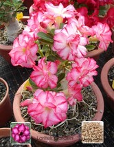 New Fresh 1 Pack 2 Seeds / Pack Rosy Adenium Obesum Triple Amazing Desert Rose F - $5.16