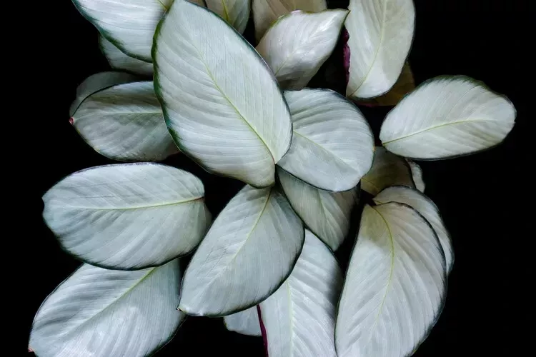 Silver Plate Calathea 25+ Seeds for Garden Planting - £9.93 GBP