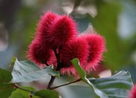 100 Annatto Tree Lipstick Plant Annotta Orellana Seeds Garden Us Seller - $10.60