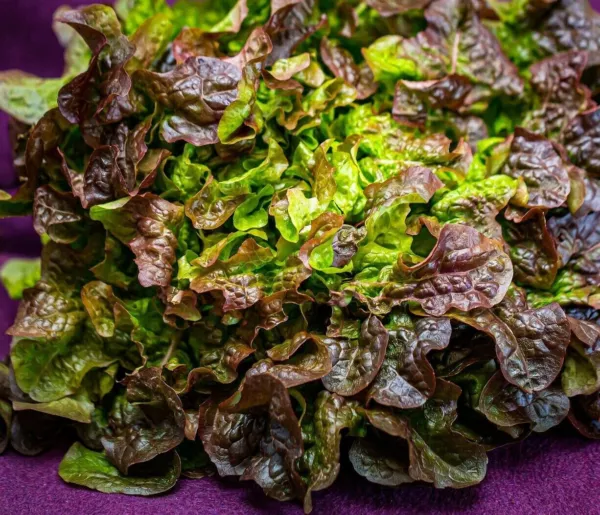 Fresh Red Oakleaf Lettuce Seeds Organic Packet 600 Seeds Salad Bowl - £8.05 GBP