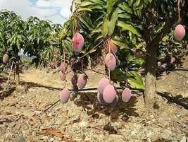 Most Expensive Osteen Hybrid Grafted Mango 1 Live Fruit Plant Your Home ... - £78.56 GBP
