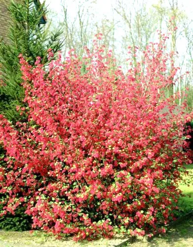 10 Red Flowering Currant Shrub Seeds Ribes Sanguineum Ornamental Hedge Bush Fres - £8.24 GBP