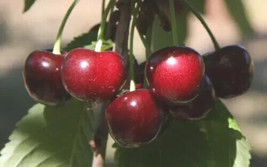 10 Noir De Guben Cherry Seeds For Garden Planting    Fast Shipping From US - $8.98