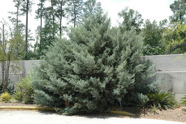 Carolina Sapphire Arizona Cypress quart  pot image 5