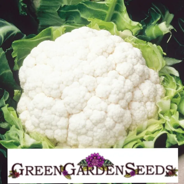 Cauliflower Snowball Y Cruciferous Non Gmo 250 Seeds Fresh Garden - £5.17 GBP