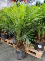 Aws Pygmy Date Palm Seeds Non Gmo Seeds - $8.99