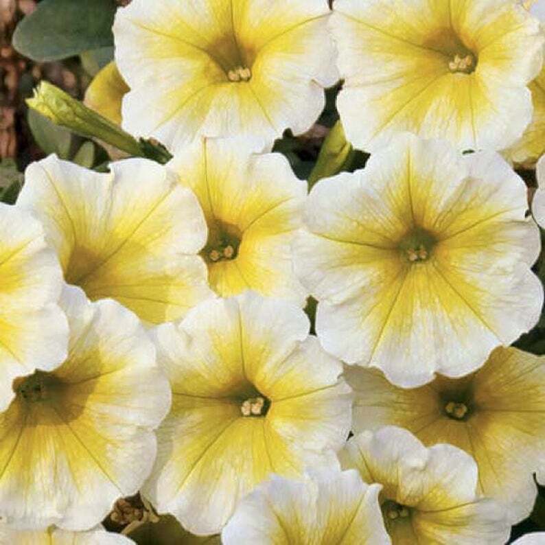 50 Yellow White Petunia Seeds Containers Hanging Baskets Window Seed Fre... - $8.98