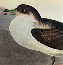 Greater Shearwater Bird 1946 Color Art Print John James Audubon Nature DWV2K - $29.99