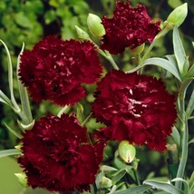 King Of Blacks Carnation Flower Seeds Perennial 20 CountFrom US  - $8.35