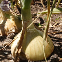 Onion Large White Vegetable Seeds 2000 Seeds Pack Organic Chinese Vegeta... - £15.86 GBP