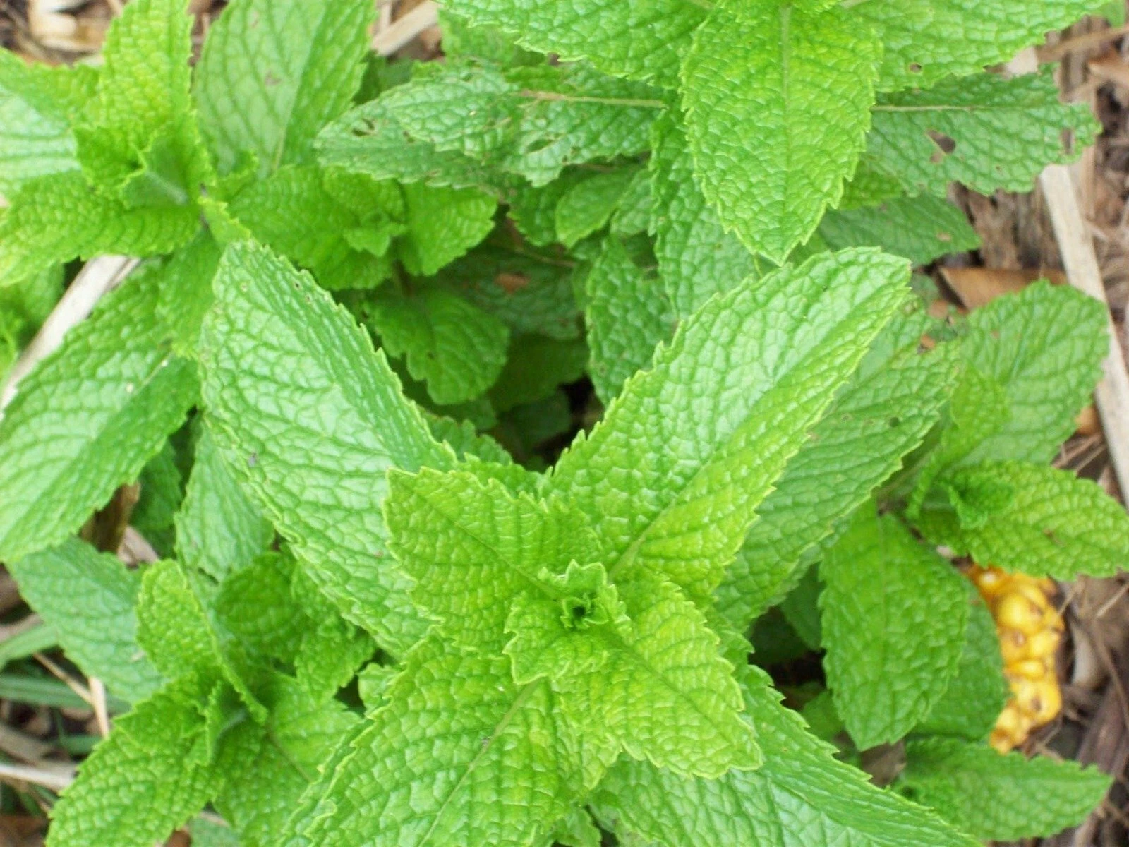 Spearmint Herb Heirloom Seeds - mentha spicata - B320 - $8.61