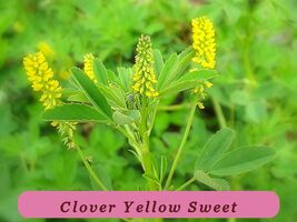 1200 Seeds Clover Yellow Flower Sweet Organic Heirloom - $38.54 MXN