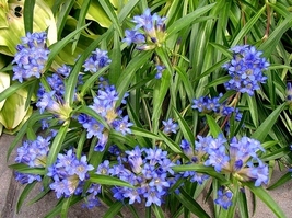 Gentian Nikita Blue (Dahurica) 25 Seeds - £6.24 GBP
