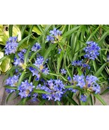 Gentian Nikita Blue (Dahurica) 25 Seeds - $146.38 MXN