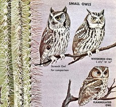 Small Owls Varieties And Types 1966 Color Bird Art Print Nature ADBN1Q - $378.90 MXN