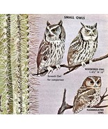 Small Owls Varieties And Types 1966 Color Bird Art Print Nature ADBN1Q - $27.43 CAD