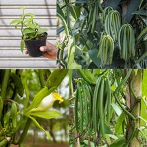 Variegated Vanilla Bean Orchid Planifolia Variegata Live Plant Cutting Roots - £16.02 GBP+