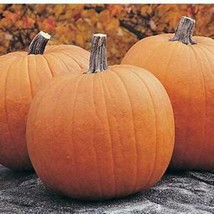 Big Jack O Lantern Pumpkin Seeds New Fresh US Shipping - $4.80