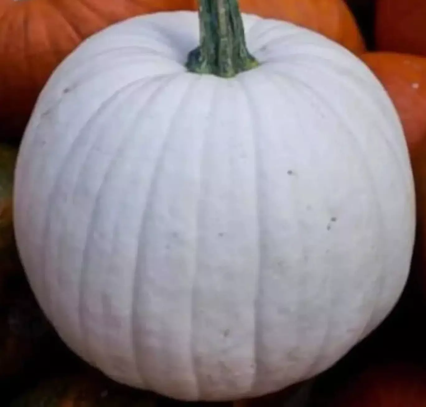 White Pumpkin Seeds 6 Casper Halloween Ornamental Squash USA Seller - £6.50 GBP