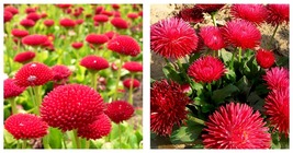 3,000 Seeds Red Lar Daisy Seeds Home and Gardening - £25.10 GBP