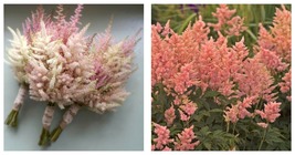 1 DORMANT Potted Plant astilbe PEACH BLOSSOM pink false spirea 2.5&quot; pot - £32.69 GBP