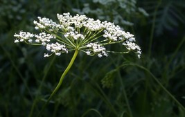 Anise Herb Seeds, Licorice Herb, NON-GMO, Heirloom, Variety Sizes, FREE ... - $36.75 MXN+
