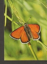#5k FAUNA Insects Butterfly - Dukatenfalter - photo Kalden - £1.94 GBP