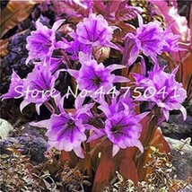 100 pcs Spider Lily Flowers Seeds Purple Color FRESH SEEDS - £6.70 GBP