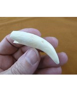 (G372-104) 2-1/4&quot; one GATOR Alligator Tooth TEETH make jewelry loose lov... - €35,18 EUR