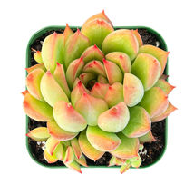 2&quot; Succulent Plant Mini Echeveria Mebina Great for Garden Wedding Party Favors - £16.02 GBP
