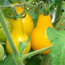 Ship From Us 50 Seeds - Yellow Pear Tomato Seeds - Heirloom, NON-GMO, TM11 - £13.14 GBP