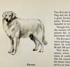 Kuvasz 1939 Dog Breed Art Ole Larsen Color Plate Print Hungarian Sheep P... - $556.20 MXN