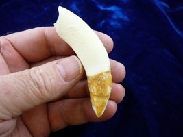 (G376-241) 3-5/8&quot; GATOR Alligator Aligator Tooth TEETH Make your own jewelry - $92.55