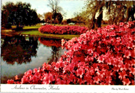 Postcard Florida Clearwater Azaleas in Bloom Sylvan Abbey  6 x 4 Ins - $4.95