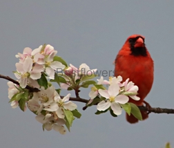 A Cardinal in a Blooming Apple Tree - 8x10 Unframed Photograph - $17.50