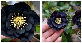 Black Hellebore Flower Seeds 30 Seeds International Ship - £22.01 GBP