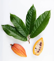 15 FRESH  Leaves Chocolate Theobroma Cacao ORGANIC Cocoa WHOLE LEAF FROM... - £11.62 GBP