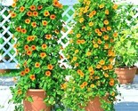 1 Oz Black Eyed Susan Vine Flower Seeds 8Ft Climber Flowering Vine Trailing - $26.00