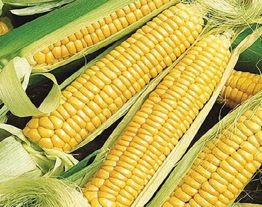 TISSS 100 Early Golden Bantam Sweet Corn Seeds, Non GMO Heirloom USA Seller - £14.55 GBP