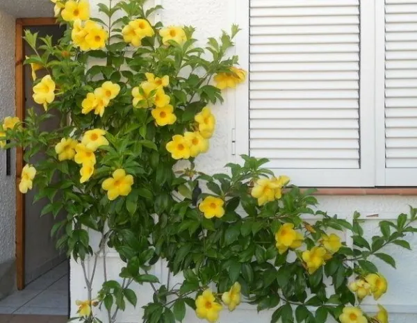 Brown Bud Allamanda Hendersonii Vine Plant Tropical Yellow Big Bell Flower Fresh - $39.98