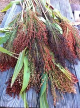KKG Rainbow Colors Broom Corn Seeds Colorful Sorgum Millet Wild Fresh Ga... - $7.89