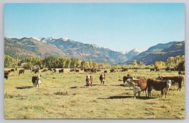 San Juan Range Colorado Cattle Grazing In Rich Valley Vintage Postcard - £11.39 GBP